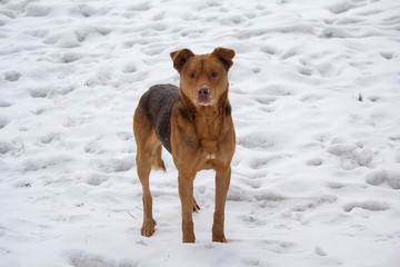 Hungry stray dog in the snow in winter. Animals