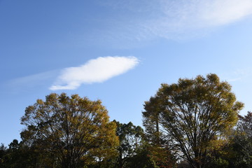 Obraz premium Nature background material / Late autumn trees and clouds
