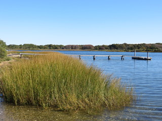 Tall Grass with a Dock in the Background on a pond in Southampton, Long Island, New York