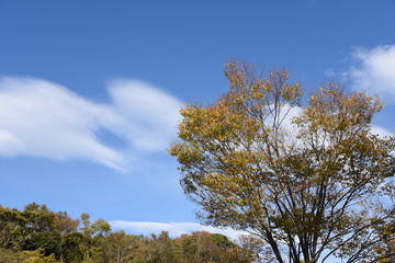 Nature background material / Late autumn trees and clouds