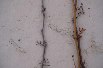 closeup texture of vines growing up an old wall