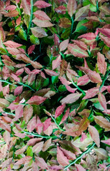 Vertical natural background pattern with colorful leaves