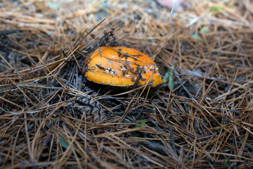 mushroom in the forest found mushroom picker a small
