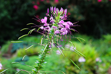 cleome blossom