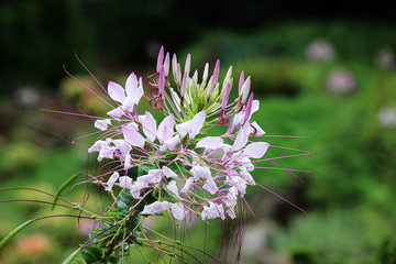 cleome blossom