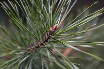 branches of pine and fir trees in the forest natural green with cones