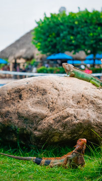 iguanas en la pidra