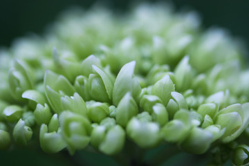 hydrangea closeup