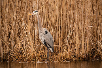 Great Blue in the reeds