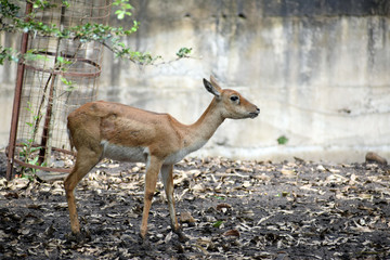 fallow deer in the forest
