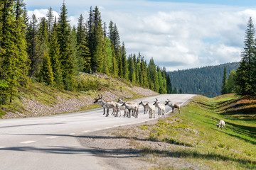 Wildlife portrait of a group of reindeers in the middle of the road in lappland/sweden near...