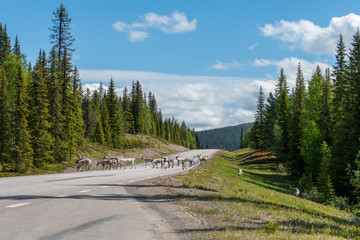 Wildlife portrait of a group of reindeers in the middle of the road in lappland/sweden near arvidsjaur. Santas helper, animal and traveling road trip concept.