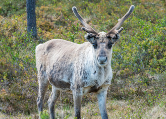Naklejka na ściany i meble Wildlife portrait of a of reindeer in the wilderness in lappland/north sweden near arvidsjaur. Santas helper, animal and traveling, outdoor concept.