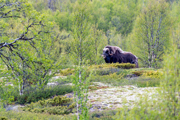 Big musk ox bull outdoors in the forest during springtime. Wildlife and animal concept.