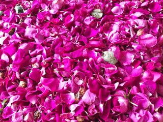 Close up Purple rose petals  background, 