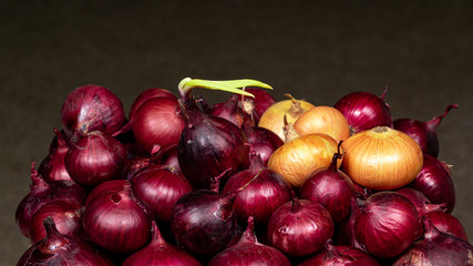Onions red and white on a dark background