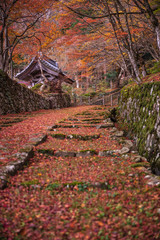 Fototapeta premium 滋賀県 百済寺 紅葉