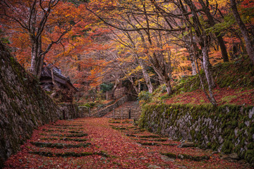滋賀県 百済寺 紅葉
