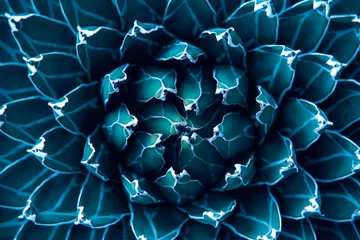 Abwaschbare Fototapete Nahaufnahme Agavenkaktus, abstrakter natürlicher Musterhintergrund und Texturen, dunkelblau getönt © eakarat