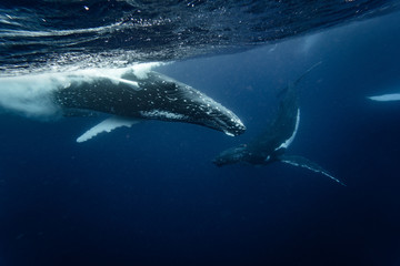 Fototapeta premium Whales plays underwater