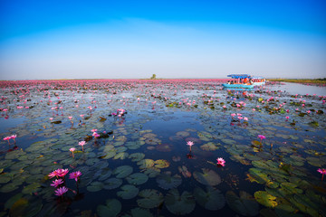 Tourist boat on the lake river with red lotus lily field pink flower on the water nature landscape in the morning landmark in Udon Thani