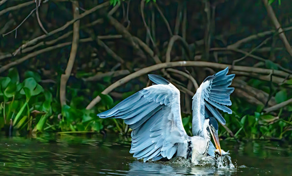 Heron Grabbing Fish
