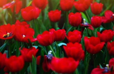 Obraz premium red tulips in the garden