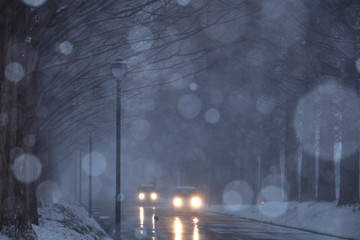 滋賀県 メタセコイヤ並木 雪