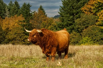 highland cow on pasture