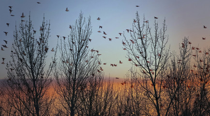 double exposure of a flock of cedar and bohemian waxwings flying by pine trees toned with a retro vintage instagram filter