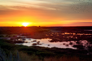 beautiful sunset in idaho with water and clouds and a flock of birds flying by