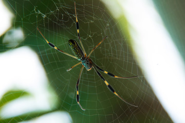 Araña Seda Dorada Trichonephila clavipes