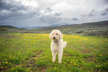 Traildog in Meadow of Yellow #2
