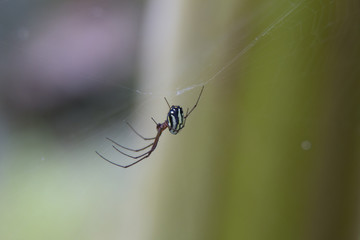 Arañas de Rayas Blancas Género Leucauge