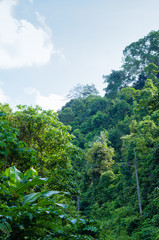 Lush Forest Beside The Road.