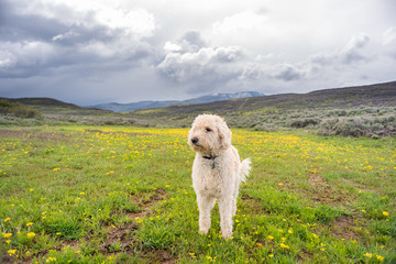 Traildog in Meadow of Yellow #3