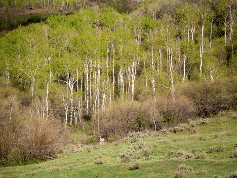 Mule Deer on Grand Mesa #1