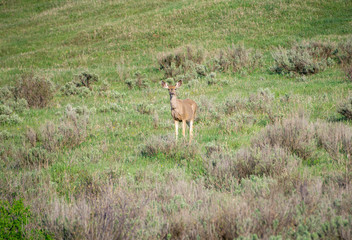 Mule Deer on Grand Mesa #6