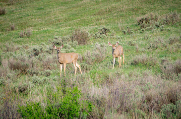 Fototapeta na wymiar Mule Deer on Grand Mesa #7