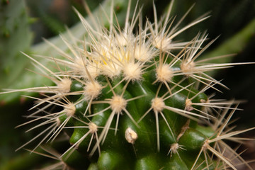 cactus home plant with sharp spike