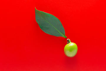 Single green coffee fruits and leaf isolated in red background.