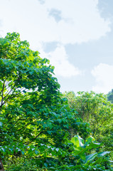 Fototapeta premium Lush Forest Beside The Road.