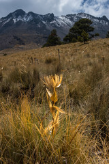 Snow rose in front of the Xinantecatl volcano, on the banks of the snowy mountain are fields full of endemic flowers of the place