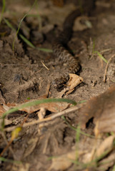 Sistrurus catenatus tergeminus