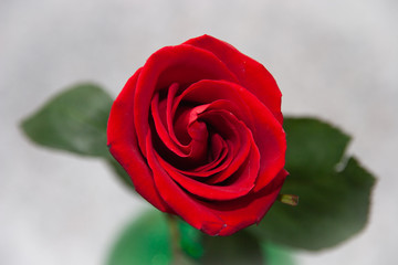 Fototapeta premium one rose flower bright background