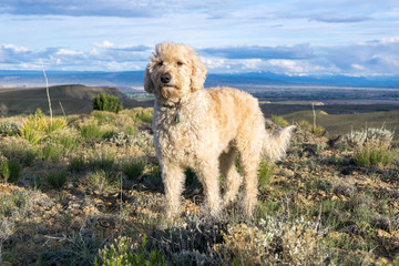 Traildog on Plateau