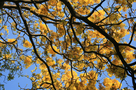 &aacute;rboles florales