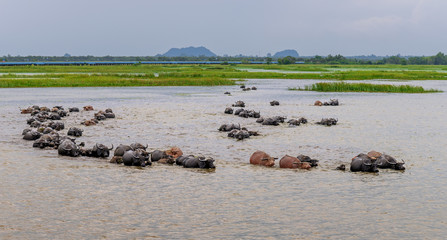 A buffalo herd was walking and swimming in the wetland, returning to the stall in the evening, Thale noi, Phatthalung, Thailand.