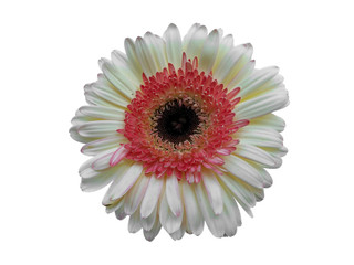 Gerbera flower isolated on white background. Gerbera daisy or White flower for flower frame or...