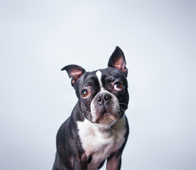 Cute Boston terrier studio shot on an isolated background
